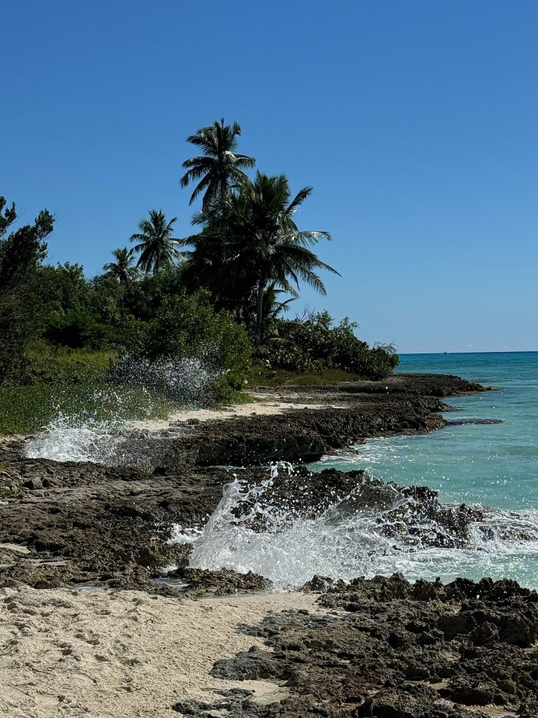 Orilla bordeada de palmeras en Isla Saona