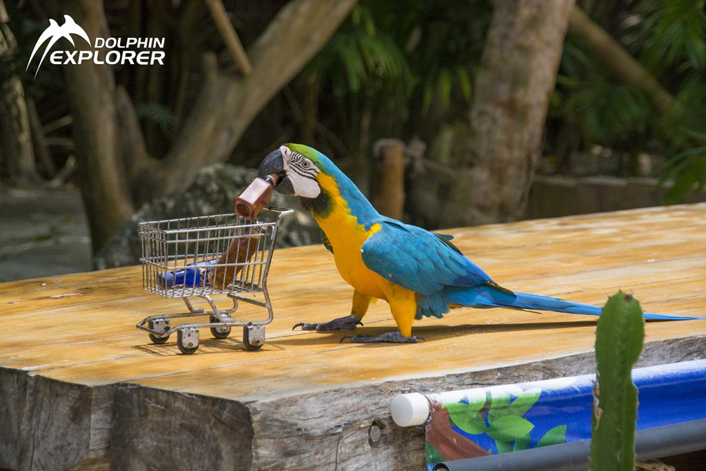 Guacamayo azul y amarillo empujando un carrito de compras en Dolphin Explorer