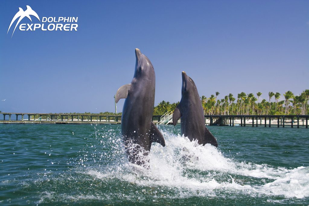 Dos delfines saltando durante una excursión Dolphin Explorer en Punta Cana