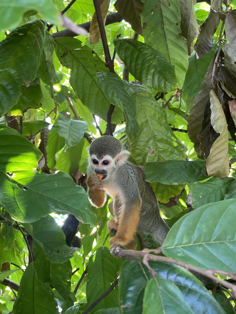 Pequeño mono ardilla comiendo una fruta entre hojas verdes densas