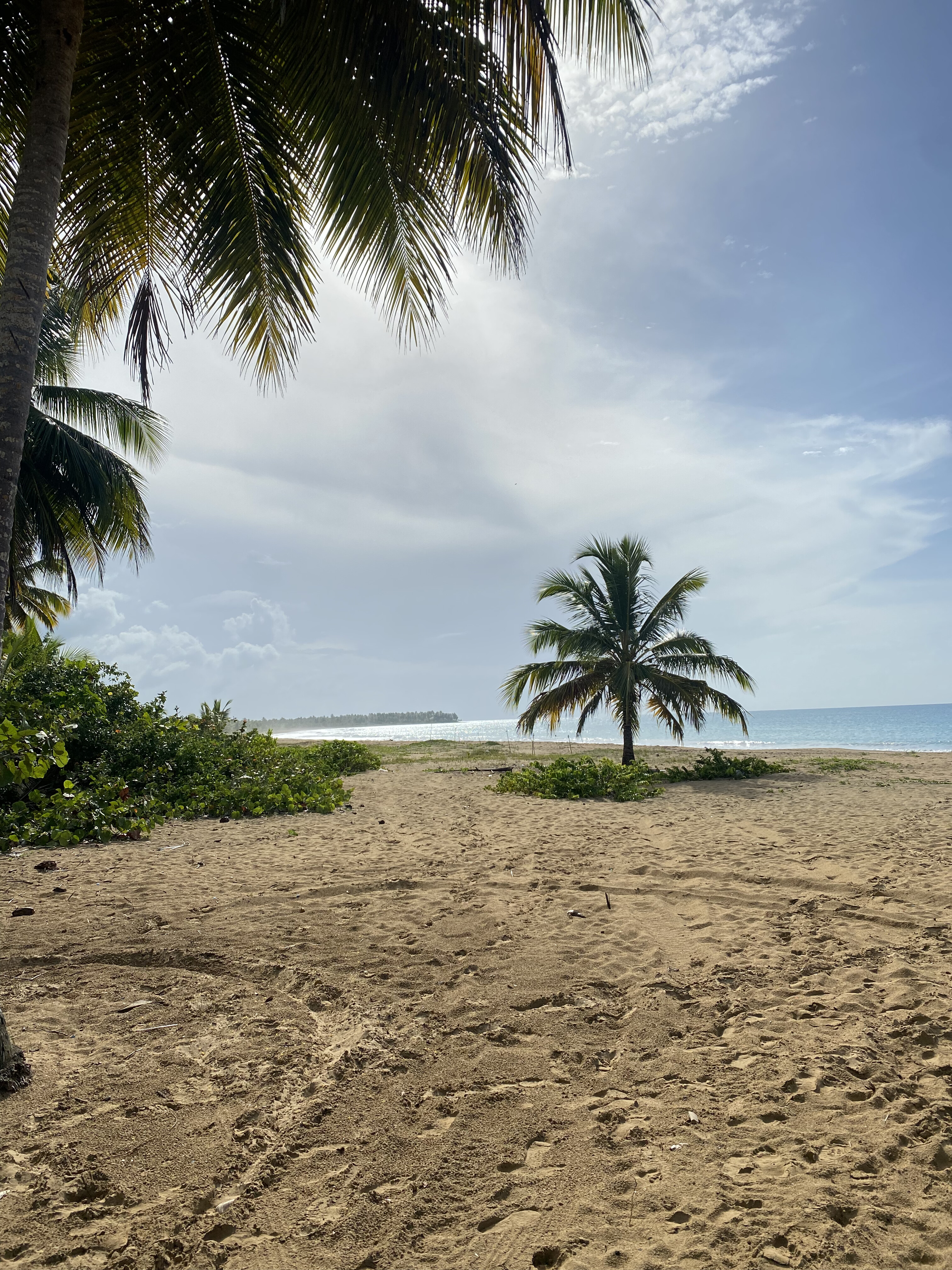 Playa tranquila con palmeras en Uvero Alto, Punta Cana